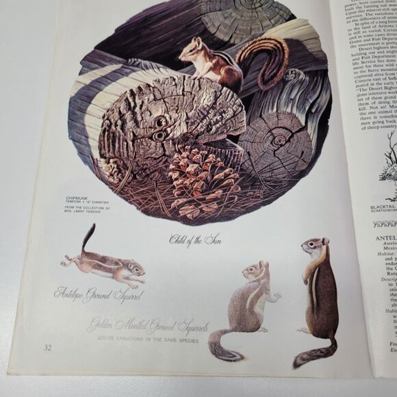 Arizona Highways Artwork Magazine February 1976 Larry Toschik Bobcat Deer Fawn - Picture 9 of 11